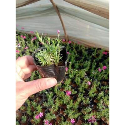 芝樱-芳青花卉苗-芝樱报价