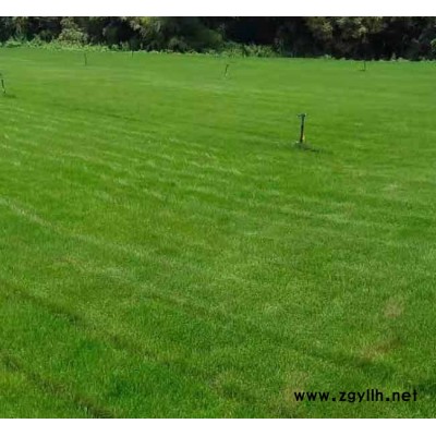 安宁铭岩草坪报价(图)-混播草坪批发-保山混播草坪