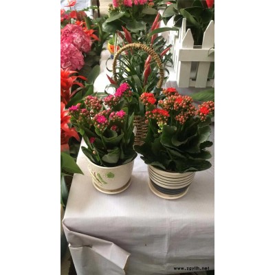 开业花篮多少钱一个-南湖开业花篮-美静园艺绿植出租设计