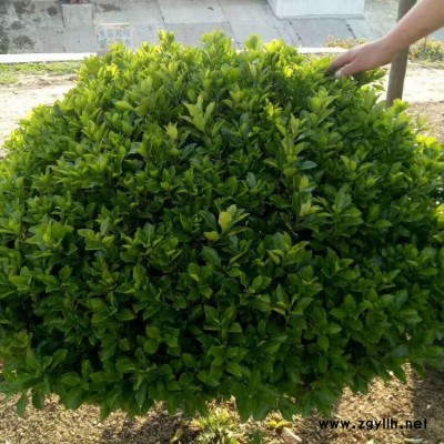 卫矛大叶黄杨苗四季常青不落叶 潢川苗木大叶黄杨苗图片