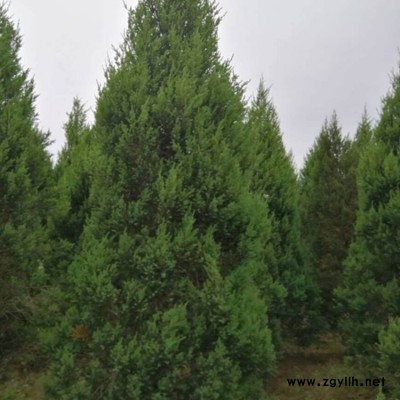 出售河南桧基地 豫宛 绿化苗木河南桧批发