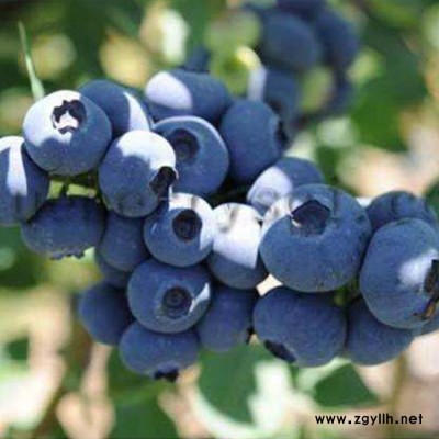 成都蓝莓产地 大足蓝莓 百色农业