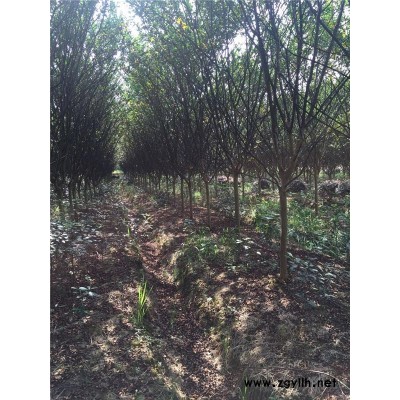 绿林苗木基地欢迎参观(图)-紫薇价格-紫薇