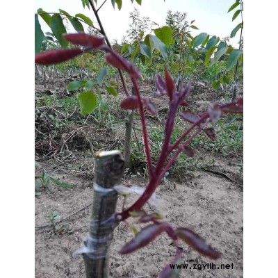 一根棍樱桃苗哪家好