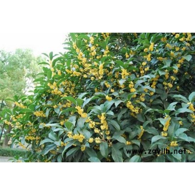 桂花价格-南京桂花-淘氧彩叶苗木
