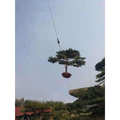 河北造型油松-造型油松多少钱一棵-戎新景松(推荐商家)
