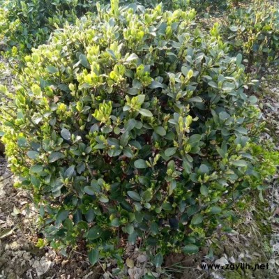 豫宛 独杆金边大叶黄杨 道路绿化地被苗木金边大叶黄杨图片