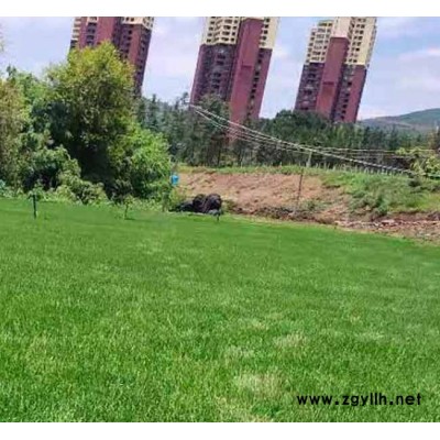 宣威混播草坪-混播草坪生产基地-安宁铭岩草坪(推荐商家)