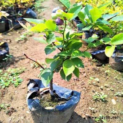 百色农业 贵阳蓝莓苗圃 重庆蓝莓苗圃怎么种