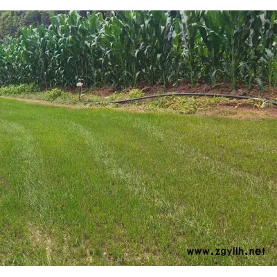 混播草坪种植基地-混播草坪-安宁铭岩草坪批发