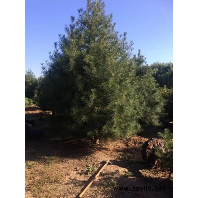 泰景苗木(图)-5米白皮松-东营白皮松