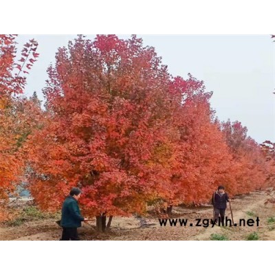金枫绿化(图)-彩叶绿化树丛生美国红枫-丛生美国红枫