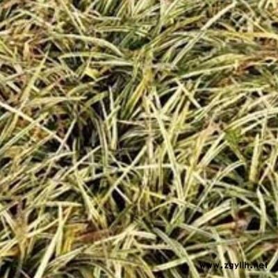 观赏麦冬草有几种 李斌麦冬草 绿地麦冬草基地