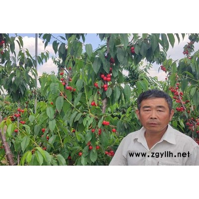 吉塞拉组培苗哪里有卖-山东鑫农园艺(推荐商家)