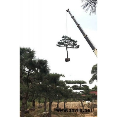 莱芜戎新造型松(图)-大型景观松多少钱-天津大型景观松