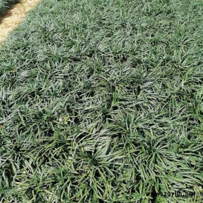公园绿化麦冬苗种植基地 李斌麦冬草 道路绿化麦冬苗批发基地