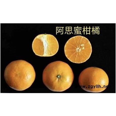 红美人柑橘苗基地-红美人柑橘苗-扬名苗木存活率高