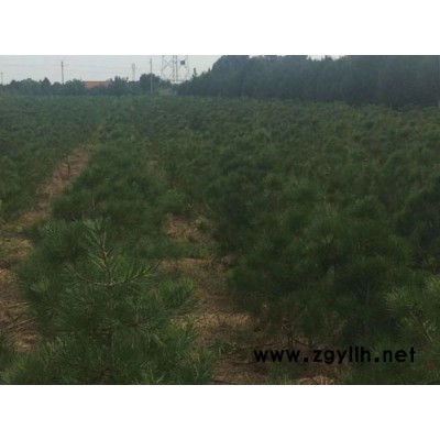 山东白皮松-泰景苗木-山东白皮松订购价
