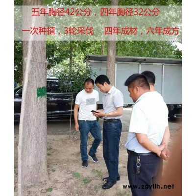 经济无絮速生杨价格-吉德杨树新品种-洛阳无絮速生杨价格