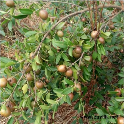 赣州油茶树苗-白土镇高产油茶苗圃1-高产油茶树苗价格