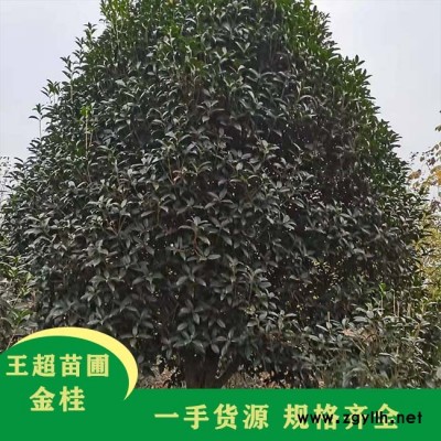 260公分冠幅潢川丛生金桂-豫宛园林(推荐商家)