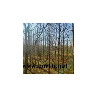 池杉种植-宿州池杉-佳邦(查看)