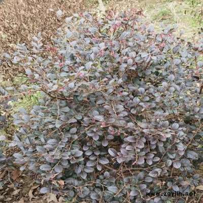 红花继木小苗规格齐全 豫宛 1.2米红花继木小苗***