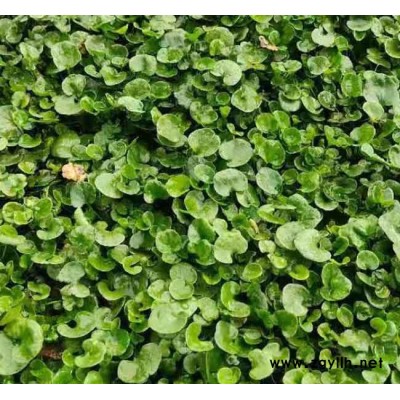 马蹄金出售-马蹄金-安宁铭岩草坪种植园