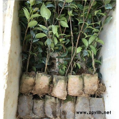 泰州油茶苗-高产油茶苗圃基地 -油茶苗多少钱一颗