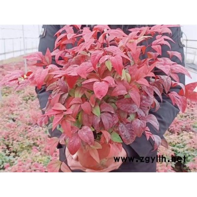 120杯火焰南天竹批发价格-金枫绿化-火焰南天竹