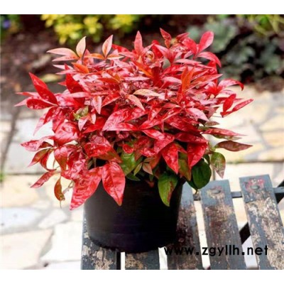 火焰南天竹繁殖方式-金枫绿化-火焰南天竹