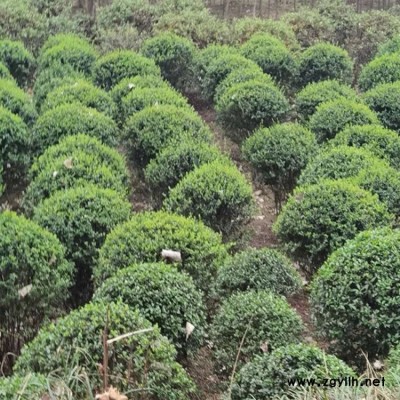 工程苗小叶女贞造型四季常青苗木 豫宛