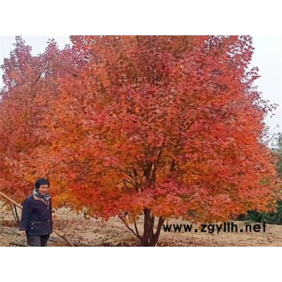 丛生美国红枫苗圃批发-丛生美国红枫-金枫绿化