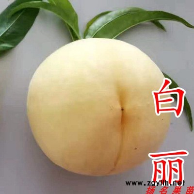 湖景蜜露水蜜桃苗哪有卖-扬名苗木(推荐商家)