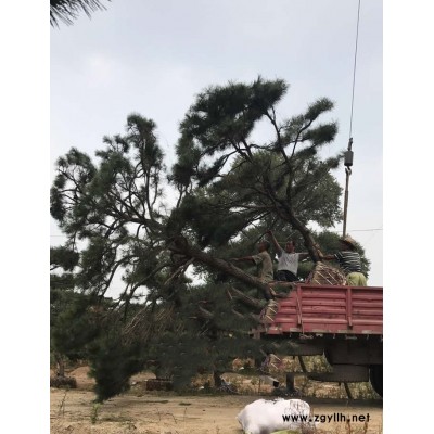 戎新造型油松(图)-造型松基地基地-山东莱芜造型松基地