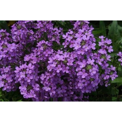 蓝香芥-芳青花卉苗-蓝香芥籽