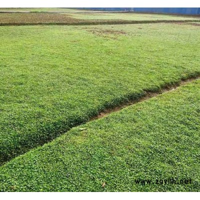 马蹄金草坪多少钱-景洪马蹄金草坪-安宁铭岩草坪报价