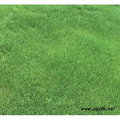 剪股颖草坪批发基地-剪股颖草坪-安宁铭岩草坪种植园(查看)