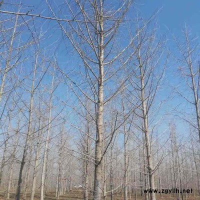 银杏树价格-十公分银杏树价格-诚信园林(推荐商家)