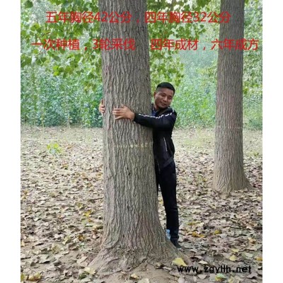 日照国家审定的杨树苗-吉德农林专注速生杨