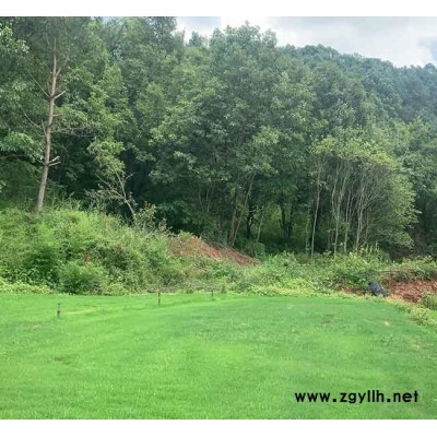 剪股颖草坪种植园-大理剪股颖草坪-安宁铭岩草坪种植园