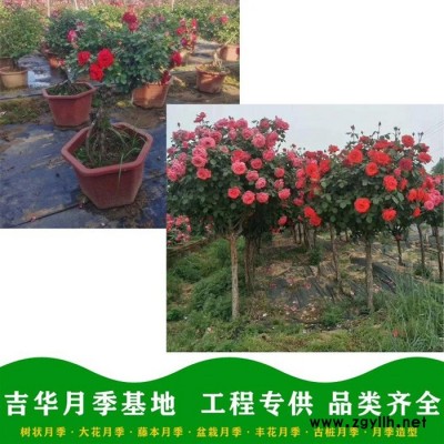 威海盆栽月季基地-吉华月季小苗价格-迷你盆栽月季基地