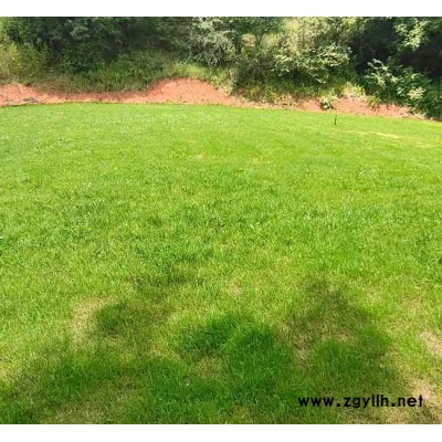 四季青草坪基地-安宁铭岩草坪(在线咨询)-蒙自四季青草坪