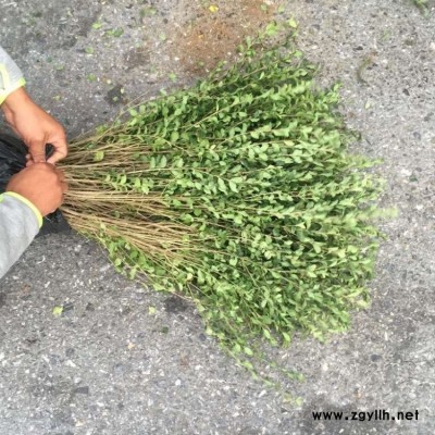 小叶女贞树 豫宛 绿化苗木小叶女贞基地