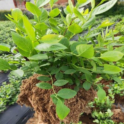 百色农业 贵州新品种蓝莓苗生产基地 贵州新品种蓝莓苗种植基地