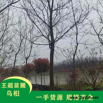 9公分乌桕树 6公分乌桕树价 18公分乌桕树苗