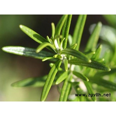 迷迭香批发-迷迭香-韵可园林(查看)