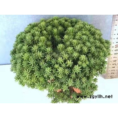 大庆中华景天绿化苗-中华景天绿化苗价格-韵可园林(诚信商家)