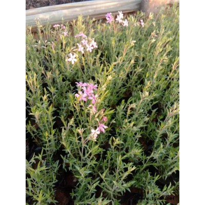 芝樱小苗-芝樱-芳青花卉苗(在线咨询)