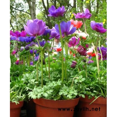 美静园艺花卉出租设计(多图)-武汉鲜花租赁